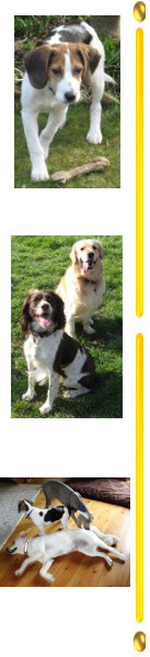 Puppy-Dog Training Slough, Woking, Hounslow, Twickenham and Richmond